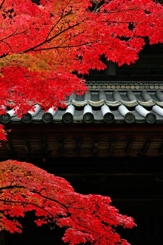 b97dadbd3950afa6e1d4561c35bce684.jpg 方案配图,色彩意境,红色,