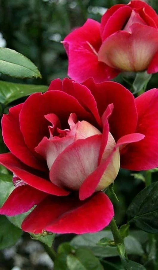 b48b36622aebedc34b7111dfed051ecd.jpg 方案配图,色彩意境,红色,