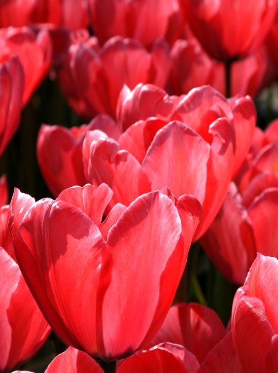 eb6b931d2a35857c0aaef375ea431a91.jpg 方案配图,色彩意境,红色,