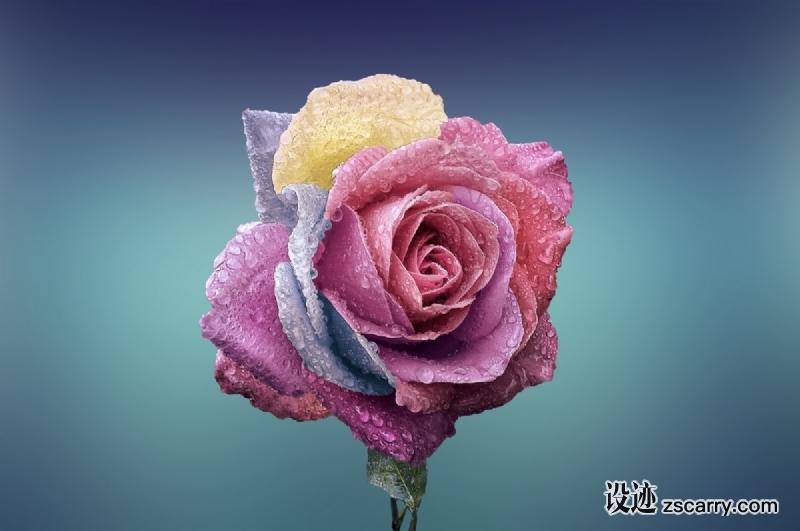 rose_beautiful_beauty_bloom_blooming_blossom_blue_background_botanical-886484.jpg 方案配图,色彩意境,粉色,