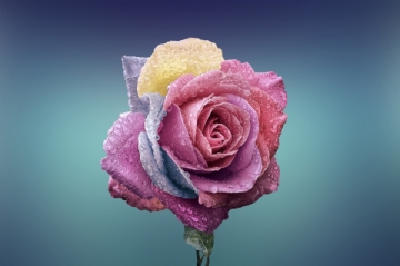 粉色 rose_beautiful_beauty_bloom_blooming_blossom_blue_background_botanical-886484.jpg