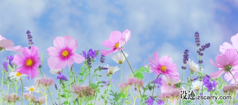 wild_flowers_flowers_plant_macro_nature_pink_flower_white_yellow-1086760.jpg 方案配图,色彩意境,粉色,