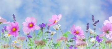 粉色 wild_flowers_flowers_plant_macro_nature_pink_flower_white_yellow-1086760.jpg