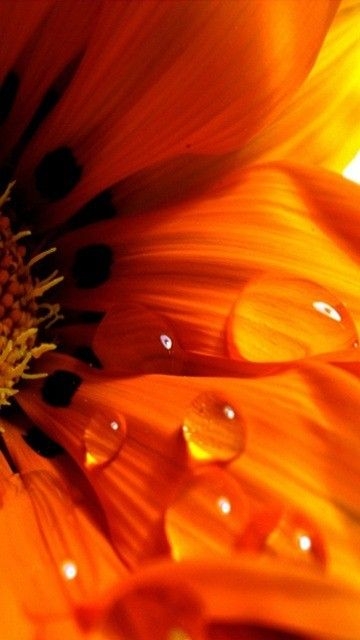 2a956295bb37647bc1bc9be7f9016f21.jpg 方案配图,色彩意境,橙色,