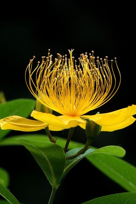 1c9cec8506b95d866144a18e879c4c36.jpg 方案配图,色彩意境,黄色,