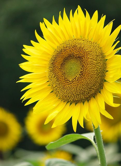 2cbc3c2d2fd9c35f2dec44df480726dc.jpg 方案配图,色彩意境,黄色,