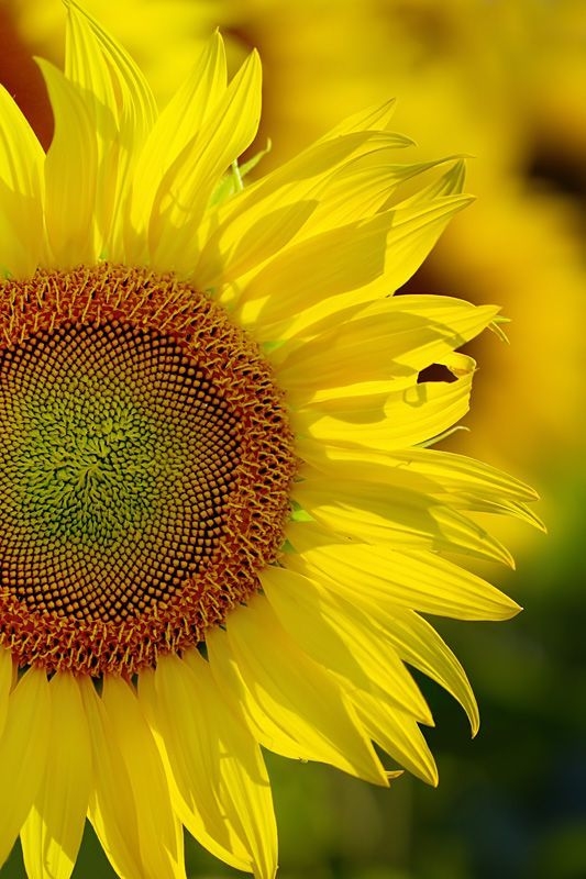 4a11c844f5c9db935b353b5a6270c044.jpg 方案配图,色彩意境,黄色,