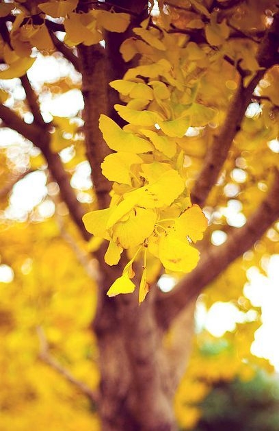 4fdf78e98647b111b2d17147ed5826a5.jpg 方案配图,色彩意境,黄色,