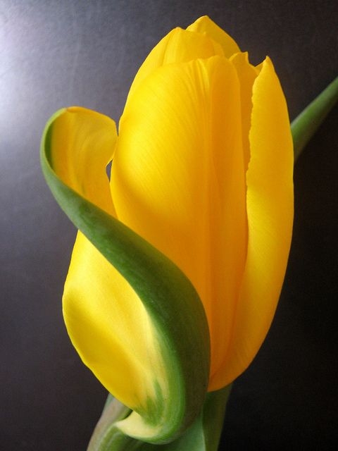 8b8173ffa313620e0a5ead8227aba9e7.jpg 方案配图,色彩意境,黄色,