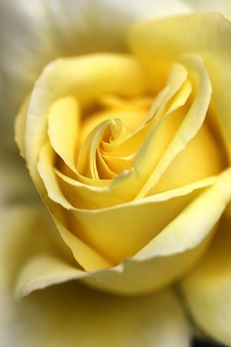 24b1041156416a5339aa8e6fffd811d4.jpg 方案配图,色彩意境,黄色,