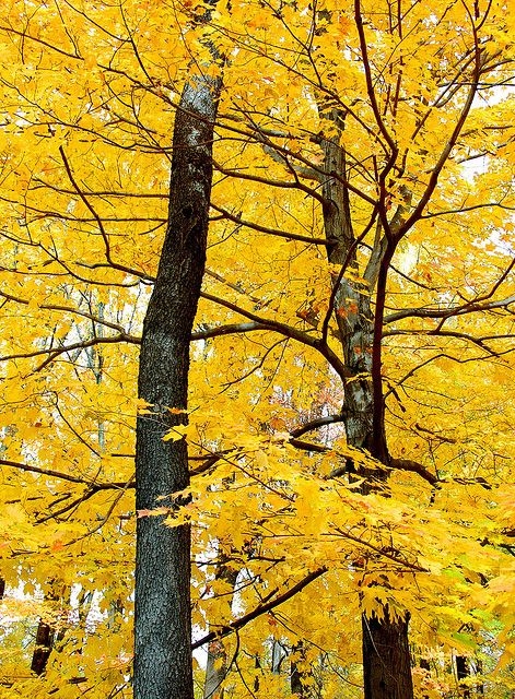 33f1a0dc7328ab7b99235e590c0460c5.jpg 方案配图,色彩意境,黄色,