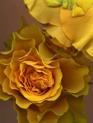 50d75b25d8f97d9b0a061e32c9147577.jpg 方案配图,色彩意境,黄色,