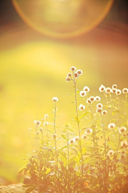 7508bfc091c0558f9e81f542829ab0d0.jpg 方案配图,色彩意境,黄色,