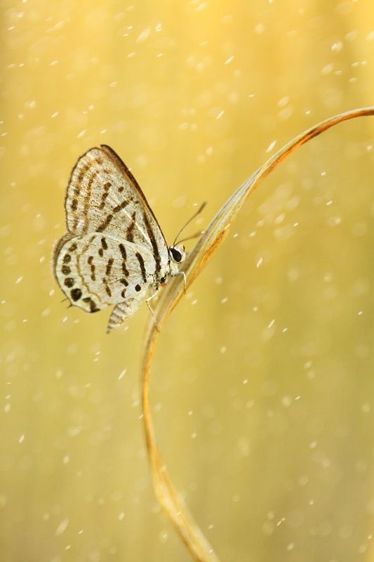 9967e90b970cec001f7a547c1c737e1f.jpg 方案配图,色彩意境,黄色,