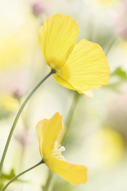 21148cda3e20976456b762e2a6e23cb5.jpg 方案配图,色彩意境,黄色,