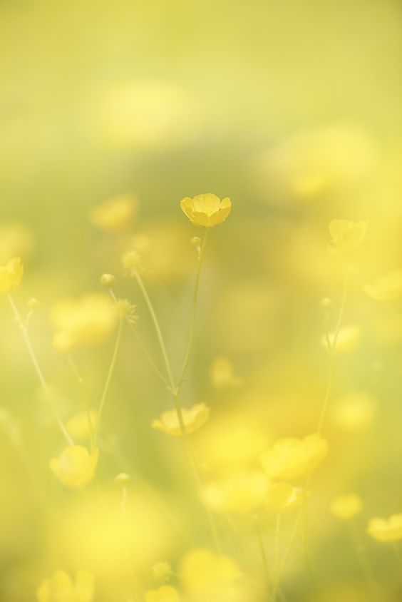 139616b43d63a38751330b01e619e805.jpg 方案配图,色彩意境,黄色,