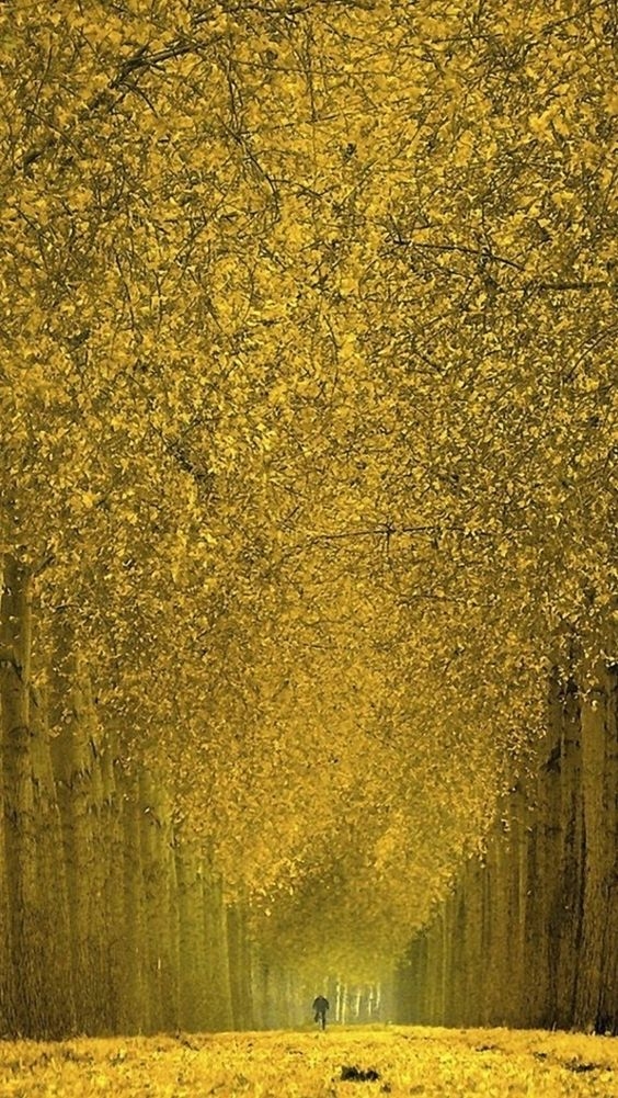 aeb108b1539d38304ed686f35153e42b.jpg 方案配图,色彩意境,黄色,