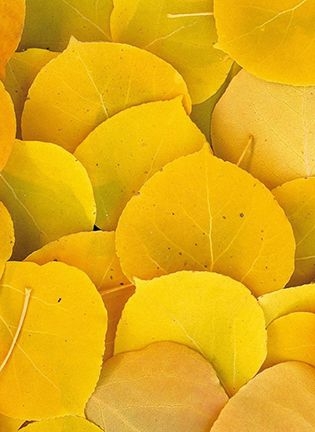 bb534d5cdf25f0e9f3eddf4257f38540.jpg 方案配图,色彩意境,黄色,