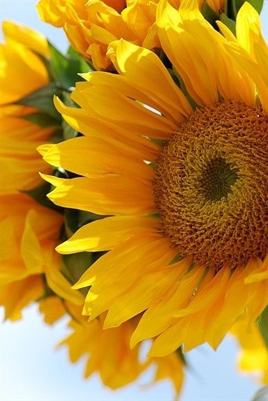 c4c91650921153100fcee2c4db10bfb3.jpg 方案配图,色彩意境,黄色,