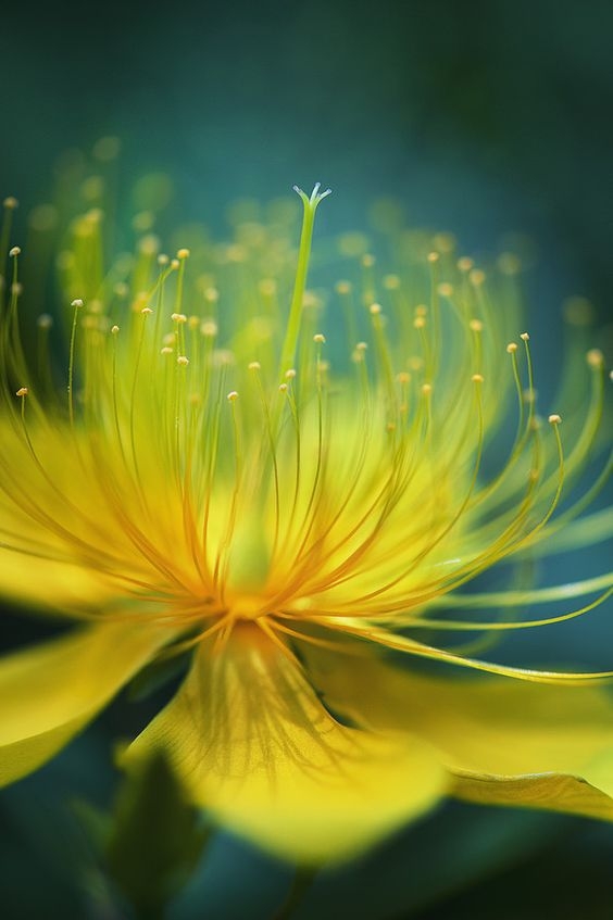 c6fa54d5a9f9e9c6d40ea2158ddd3317.jpg 方案配图,色彩意境,黄色,