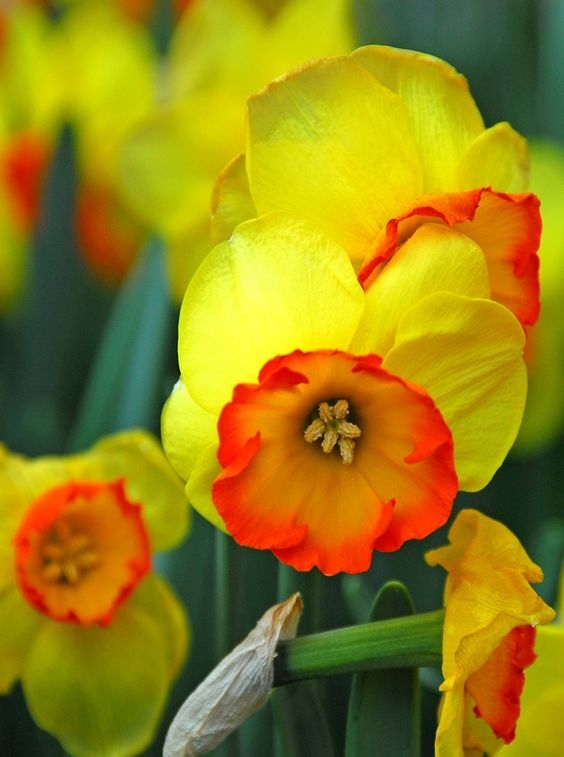 c9be125fc024ce1957c855081f559843.jpg 方案配图,色彩意境,黄色,