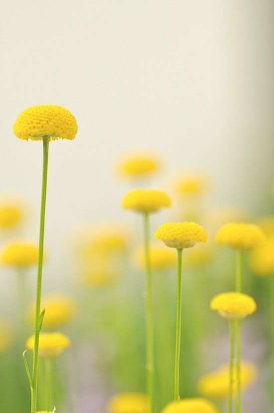 e3392f813a1d91ae80c81045e9a907ca.jpg 方案配图,色彩意境,黄色,