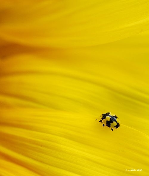 ea55430957ffb1b4c79f3b375040e365.jpg 方案配图,色彩意境,黄色,