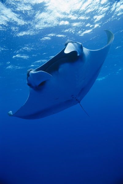 ac3f22b46f549a3f3cd075a3af20164d.jpg 方案配图,色彩意境,蓝色,