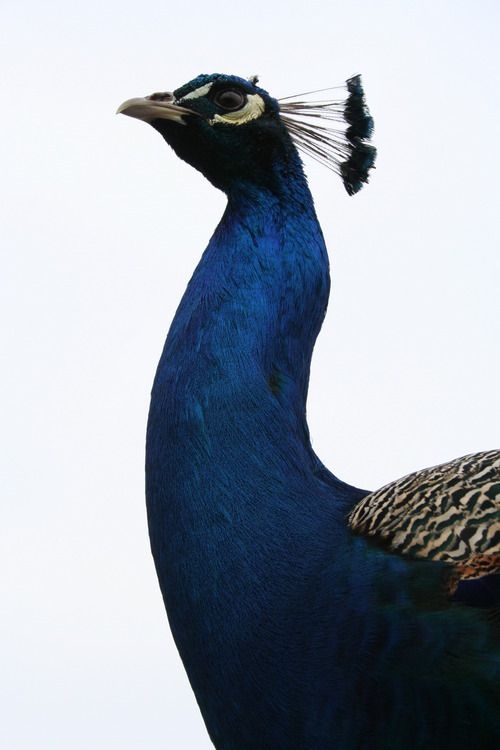 c46f5cace60b36b8e604b9672bc32f5f.jpg 方案配图,色彩意境,蓝色,