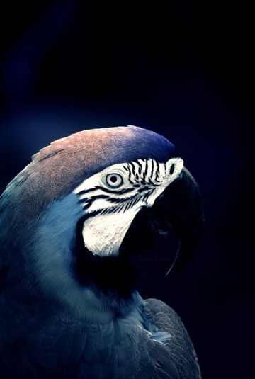 d87f4bb5b71b5e3b4068bd6bf910b3e2.jpg 方案配图,色彩意境,蓝色,