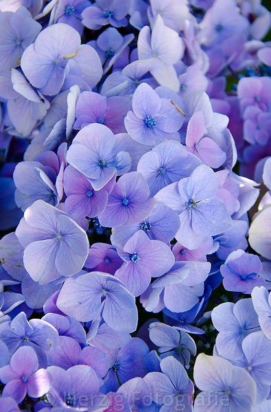 0a7d6fdfd2e6b52ab6dfc736ebc98853.jpg 方案配图,色彩意境,紫色,