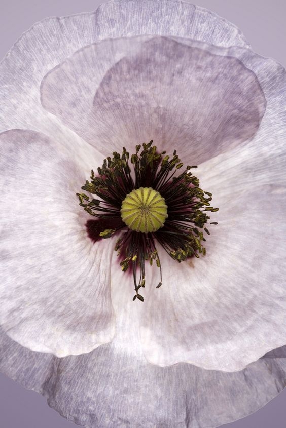 3c30687d40245f3e948f14ec49163577.jpg 方案配图,色彩意境,紫色,