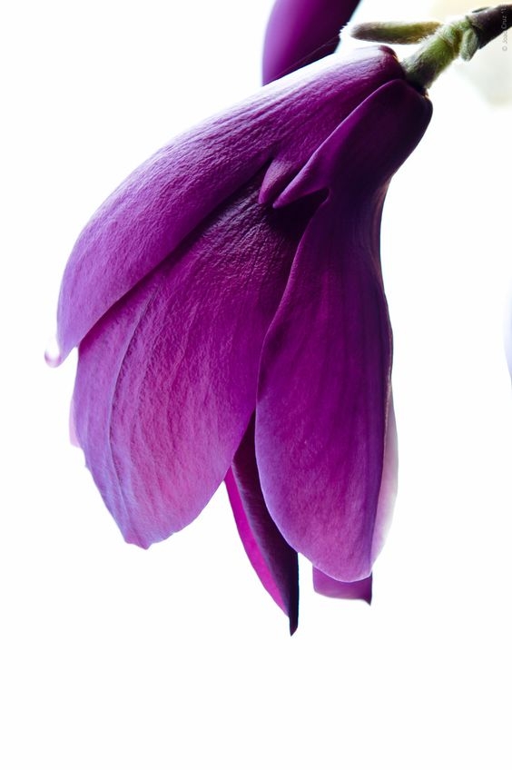 4dbde62ad1050f199d4593d4964fd01b.jpg 方案配图,色彩意境,紫色,