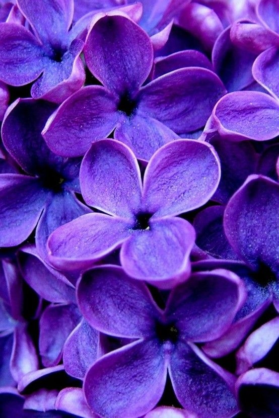 7ba46dfe054c8cdb36f9164b556748d3.jpg 方案配图,色彩意境,紫色,