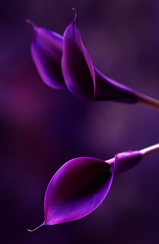 7ef4b7af2c2cf8a01b45cf8d849305e7.jpg 方案配图,色彩意境,紫色,