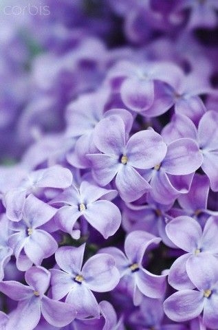 3449385c6570f758b60fc2296443b37d.jpg 方案配图,色彩意境,紫色,