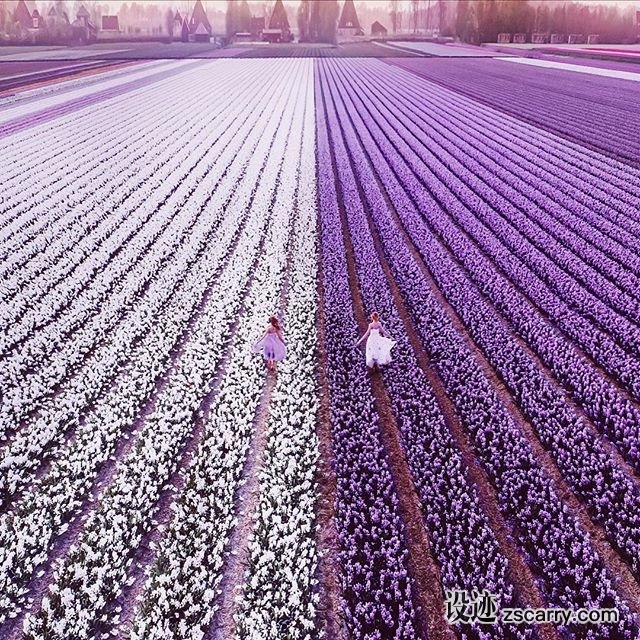 31434435_322336164959578_2394743669690204160_n.jpg 方案配图,色彩意境,紫色,