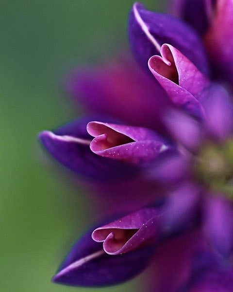 b416d2dbf1cb7840c6646a47cbaf2d48.jpg 方案配图,色彩意境,紫色,