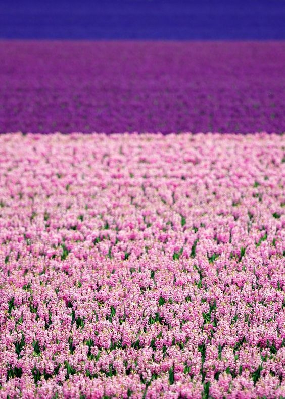 cc5f5e657bb6c433ceeda55c9bcc51d6.jpg 方案配图,色彩意境,紫色,