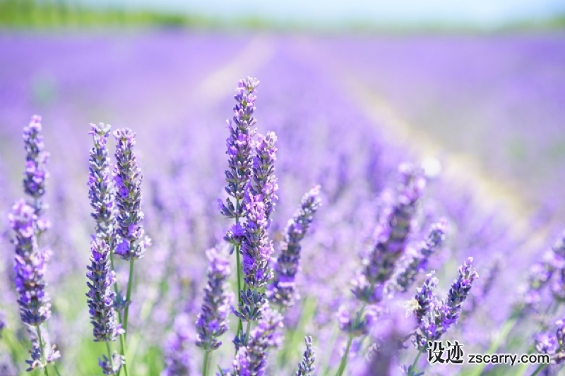 lavender_blossom_purple_violet_light_purple_lavender_field_flowers_flora_floral-483575.jpg 方案配图,色彩意境,紫色,