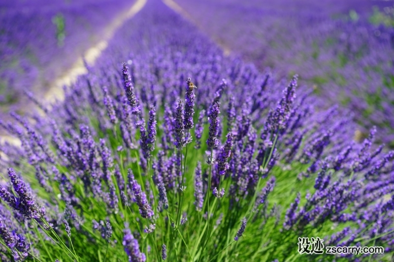 lavender_field_flowers_purple_flora_floral_lavender_lavender_flowers_blue-483682.jpg 方案配图,色彩意境,紫色,