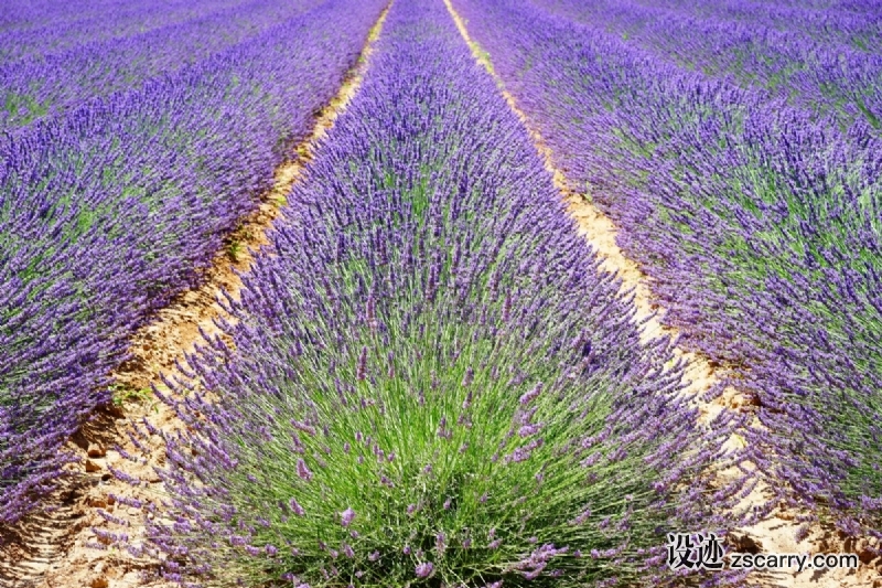 lavender_lavender_field_lavender_flowers_blue_flowers_purple_dunkellia_violet-483582.jpg 方案配图,色彩意境,紫色,