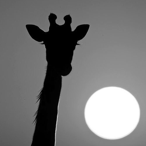 27582038_152982098735464_1939167271603666944_n.jpg 方案配图,色彩意境,黑色,