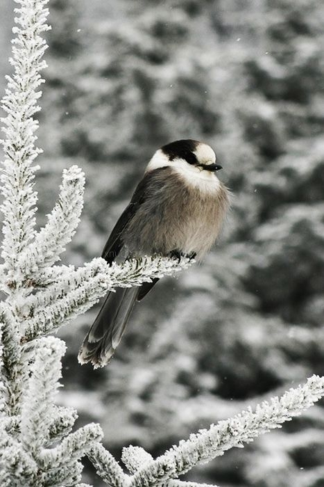 4c830a326f080ed8699365c1a7b1192f.jpg 方案配图,色彩意境,灰色,