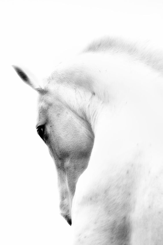 9a205416cea1bdd71e9fad3db7ccf695.jpg 方案配图,色彩意境,白色,