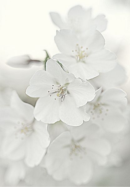 9bad985e6a716c6e15c44734f5ec4f0c.jpg 方案配图,色彩意境,白色,