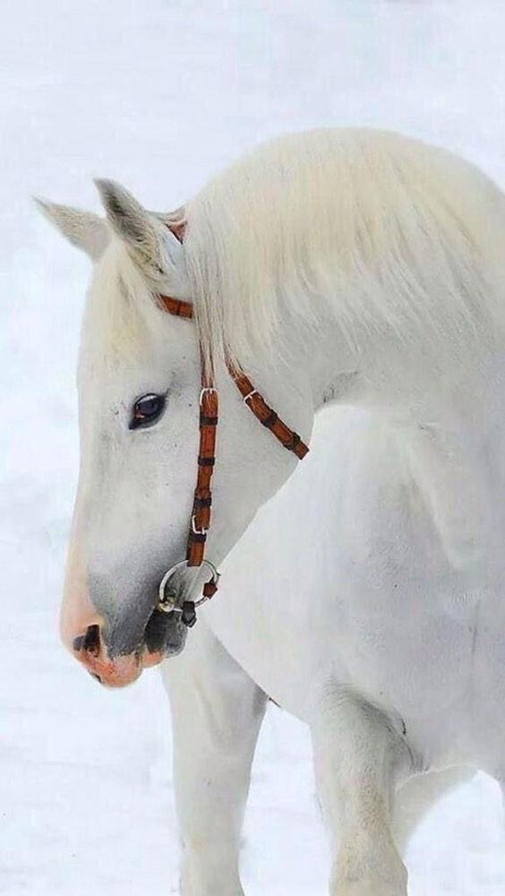 9f48aae1a76226da4f549b311340463f.jpg 方案配图,色彩意境,白色,