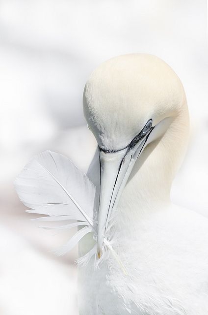 39e5472ff2421a20419ecb93d5e39c9d.jpg 方案配图,色彩意境,白色,