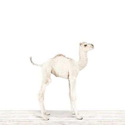 20067235_2023432714649465_3717785410097643520_n.jpg 方案配图,色彩意境,白色,