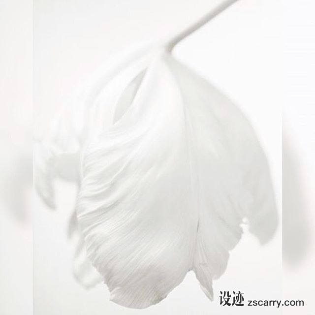 25037158_313144955858018_3601884411945025536_n.jpg 方案配图,色彩意境,白色,